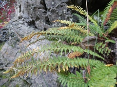 Dryopteris fragrans