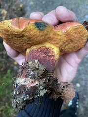 Neoboletus erythropus
