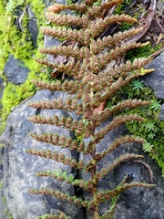 Dryopteris fragrans