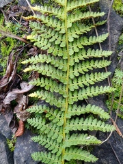Dryopteris fragrans