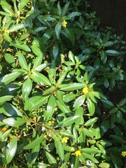Ludwigia peploides
