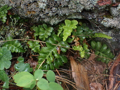 Polypodium hesperium