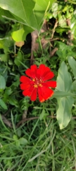 Zinnia elegans