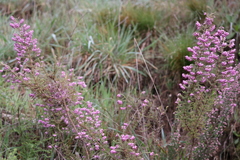 Erica mauritanica