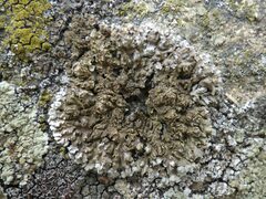 Physconia enteroxantha