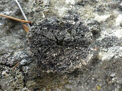 Physconia enteroxantha