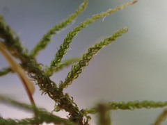 Claopodium bolanderi