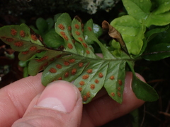 Polypodium hesperium