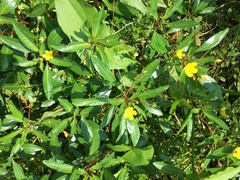 Ludwigia peploides