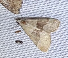 Hemeroplanis incusalis