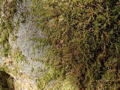 Claopodium bolanderi