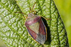 Piezodorus lituratus