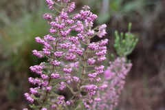 Erica mauritanica
