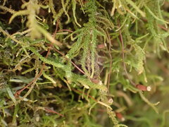 Claopodium bolanderi