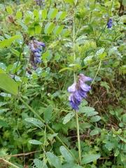 Vicia amoena