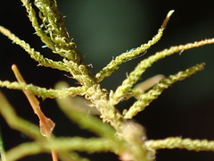 Claopodium bolanderi