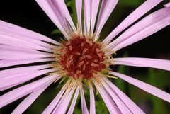Symphyotrichum elliottii
