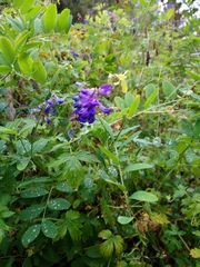 Vicia amoena