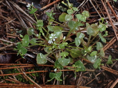 Claytonia
