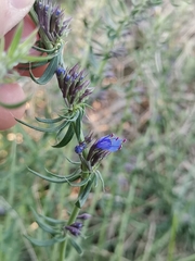 Hyssopus officinalis