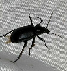 Calosoma peregrinator