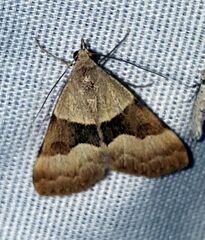 Hemeroplanis incusalis