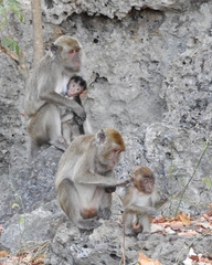 Macaca fascicularis