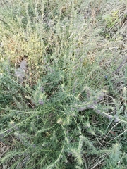 Hyssopus officinalis