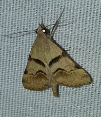 Hemeroplanis incusalis