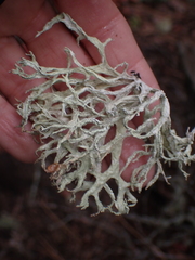 Evernia