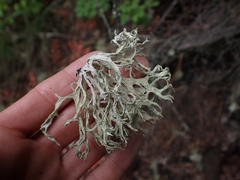 Evernia