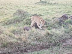 Panthera leo melanochaita