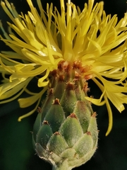 Centaurea rupestris