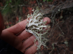 Evernia