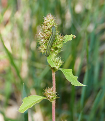 Spodoptera exigua