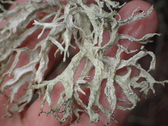 Evernia