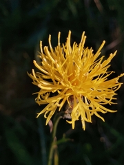 Centaurea rupestris
