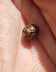 Glomeris hexasticha