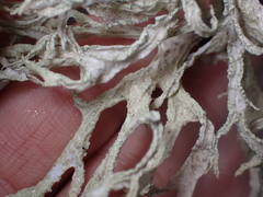 Evernia