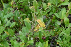 Salix hastata