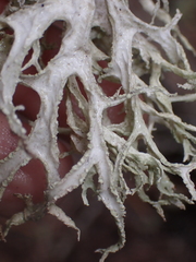 Evernia