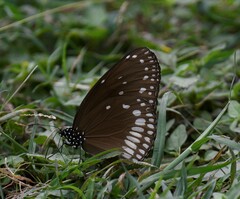 Euploea klugii