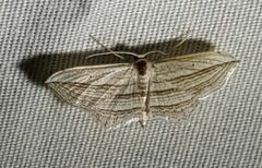 Arcobara multilineata