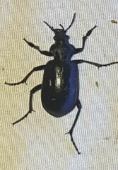 Calosoma peregrinator