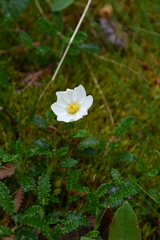 Dryas octopetala