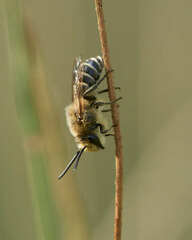 Colletes