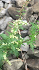 Artemisia verlotiorum
