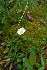 Dryas octopetala