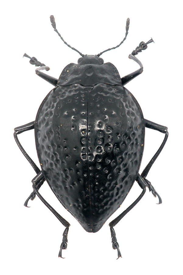 Erotylus spectrum