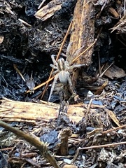 Trochosa
